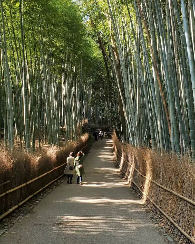 Bosque de bambú