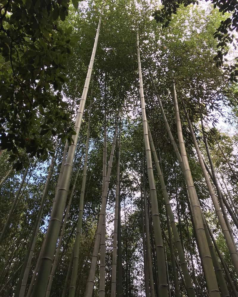 Bosque de bambú