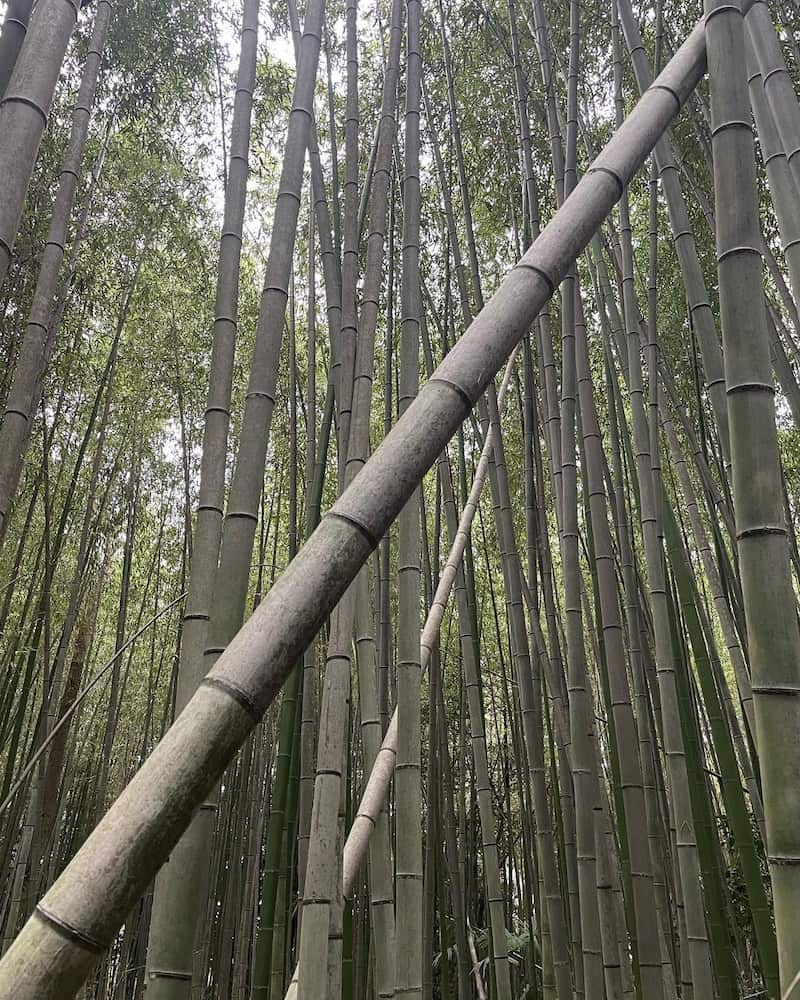 Bosque de bambú