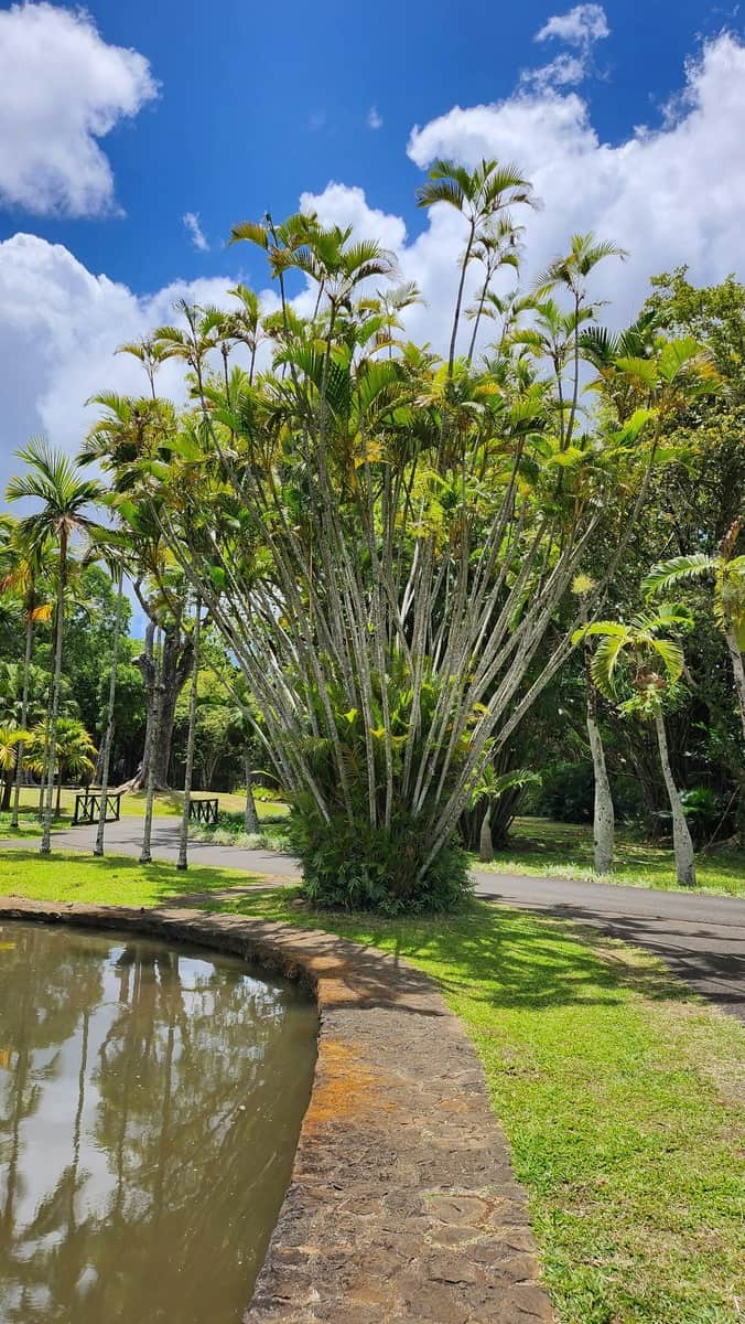 Jardín Botánico de Pamplemousses