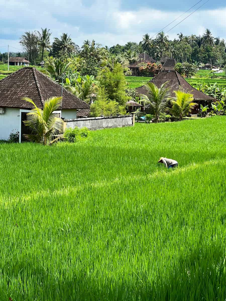 Penestanan, Ubud