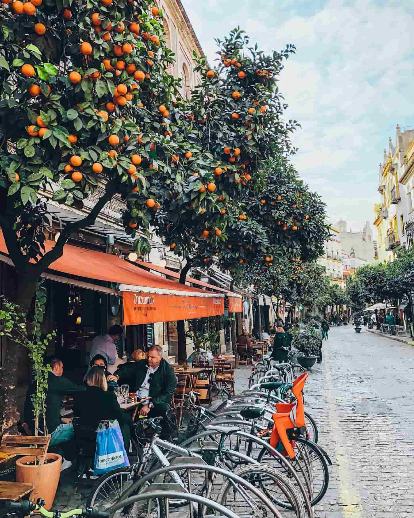 Calles bordeadas de naranjos, Sevilla, España