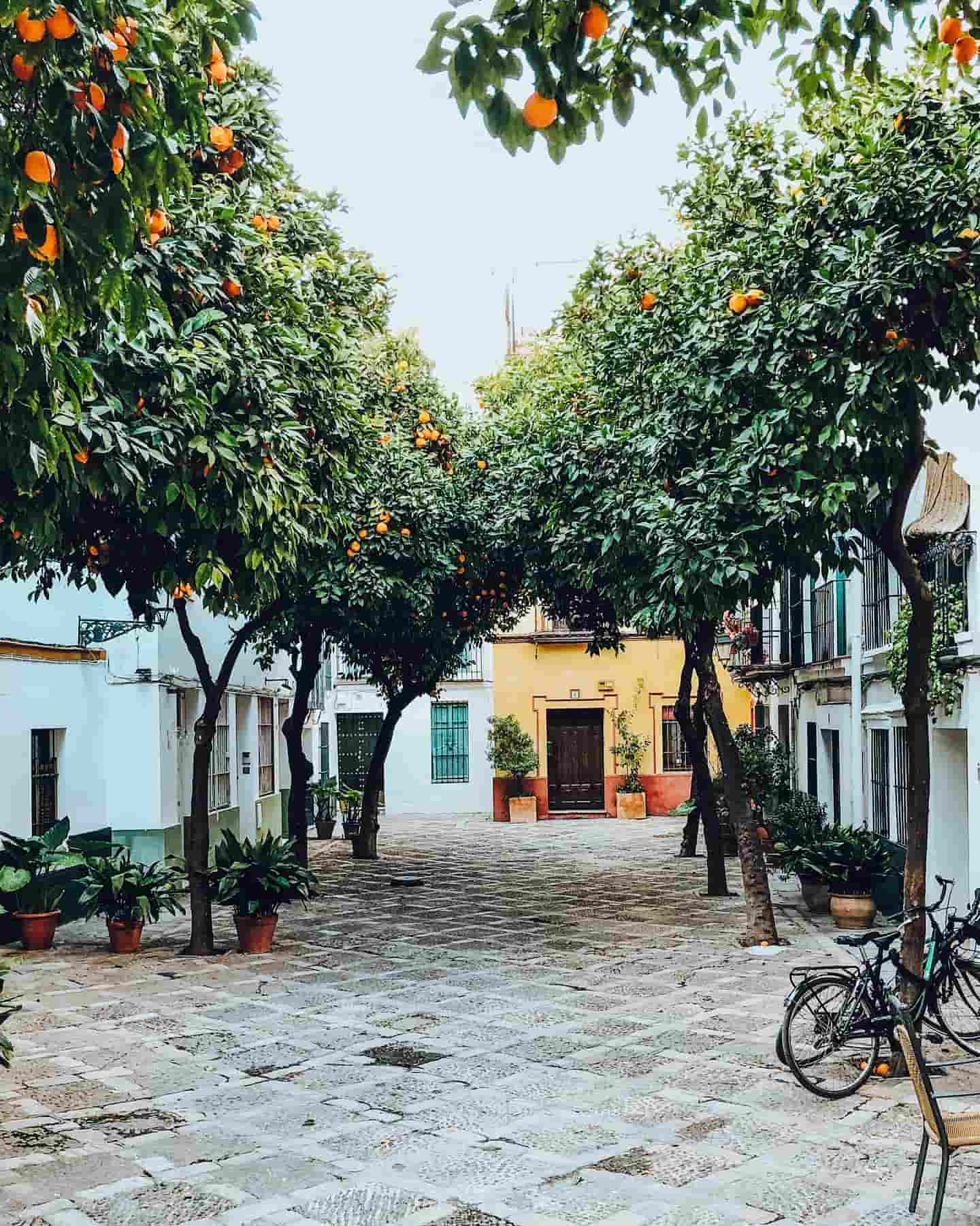 Calles bordeadas de naranjos, Sevilla, España