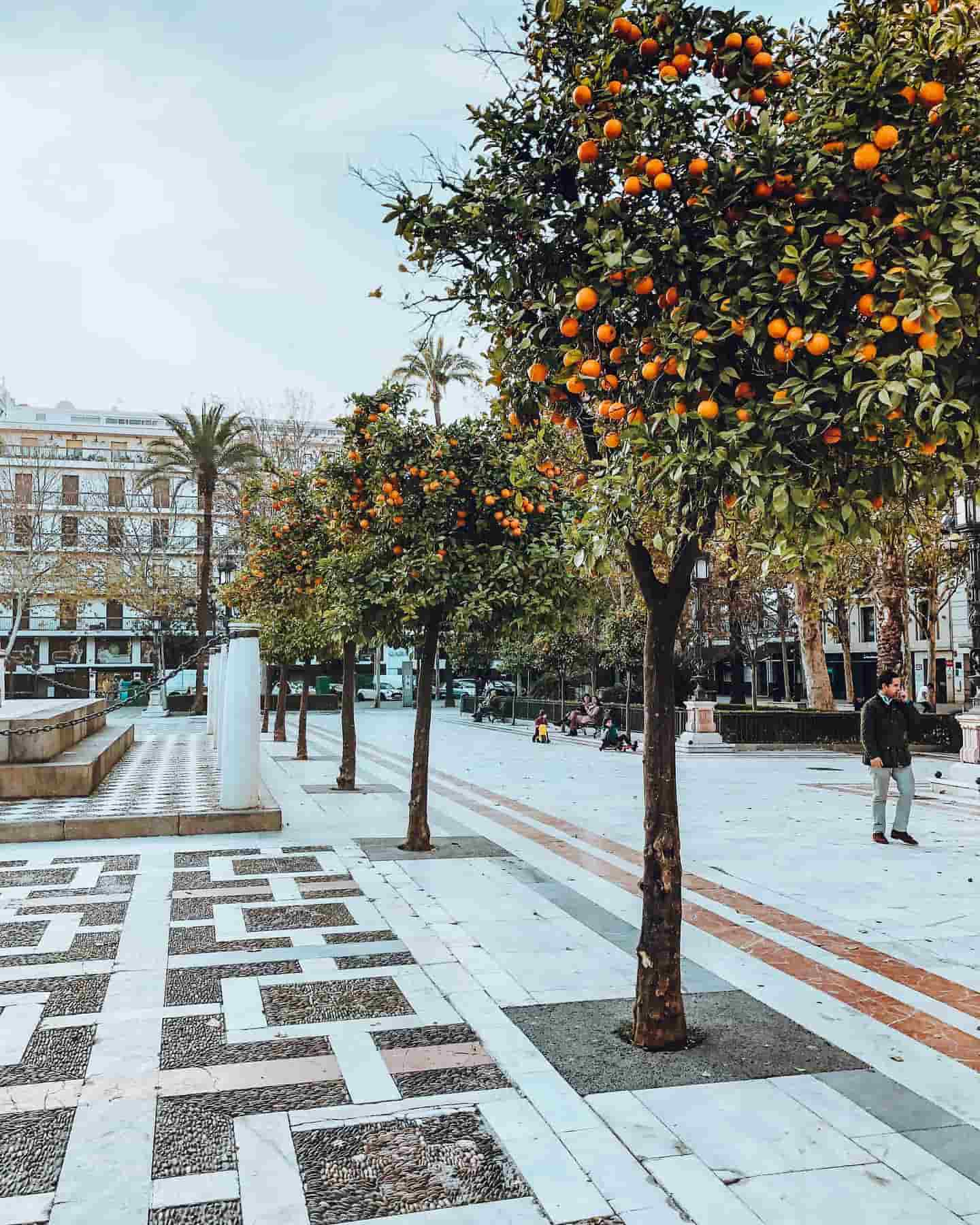 Calles bordeadas de naranjos, Sevilla, España