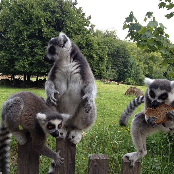 Salzburg Zoo