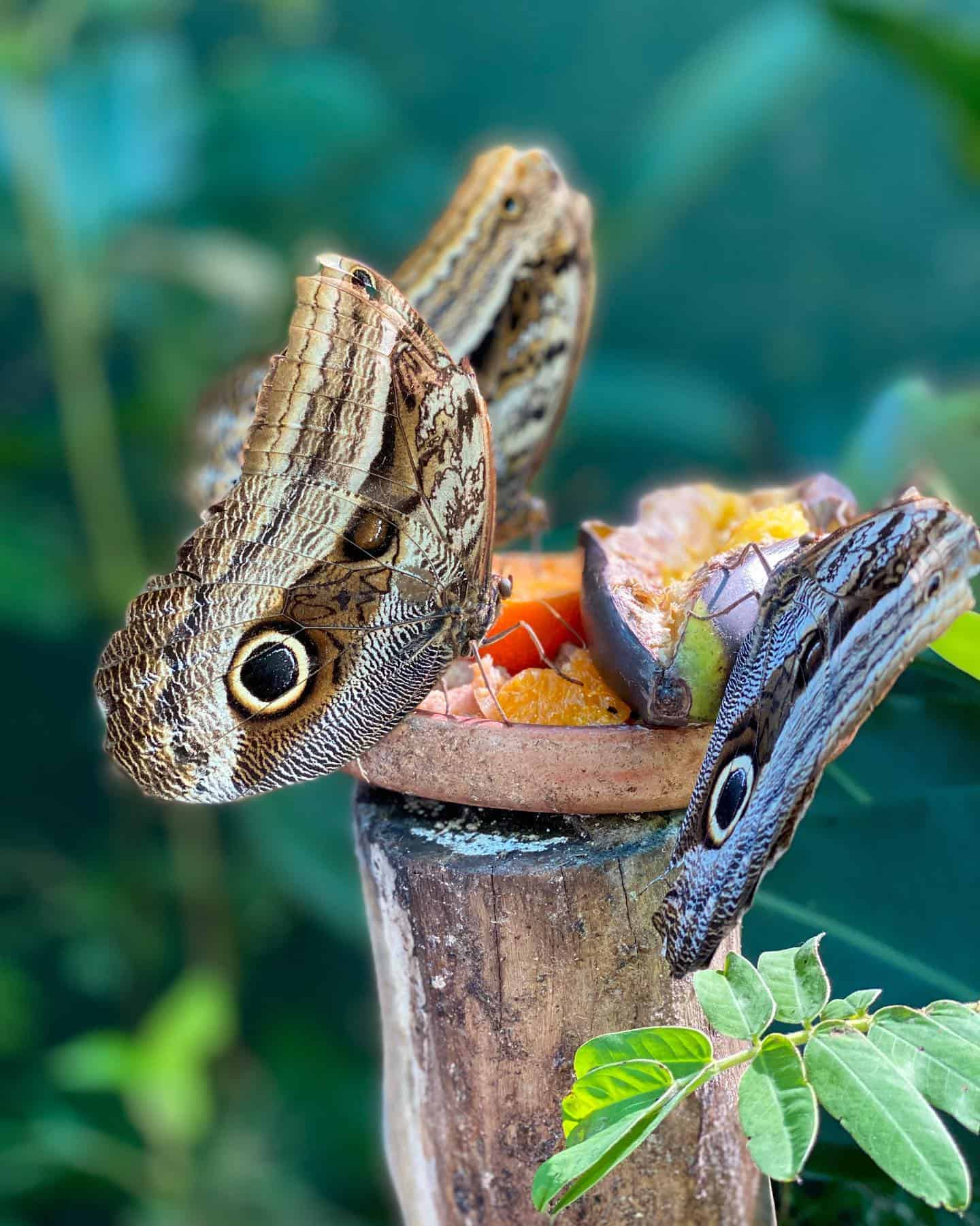 Mariposario de Machu Picchu, Perú