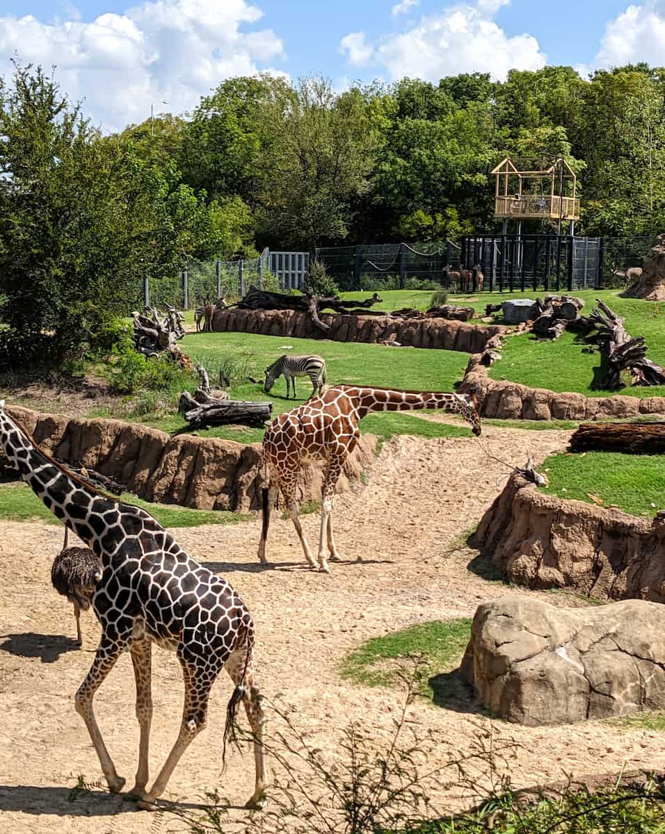 Dallas Zoo Dallas Zoo