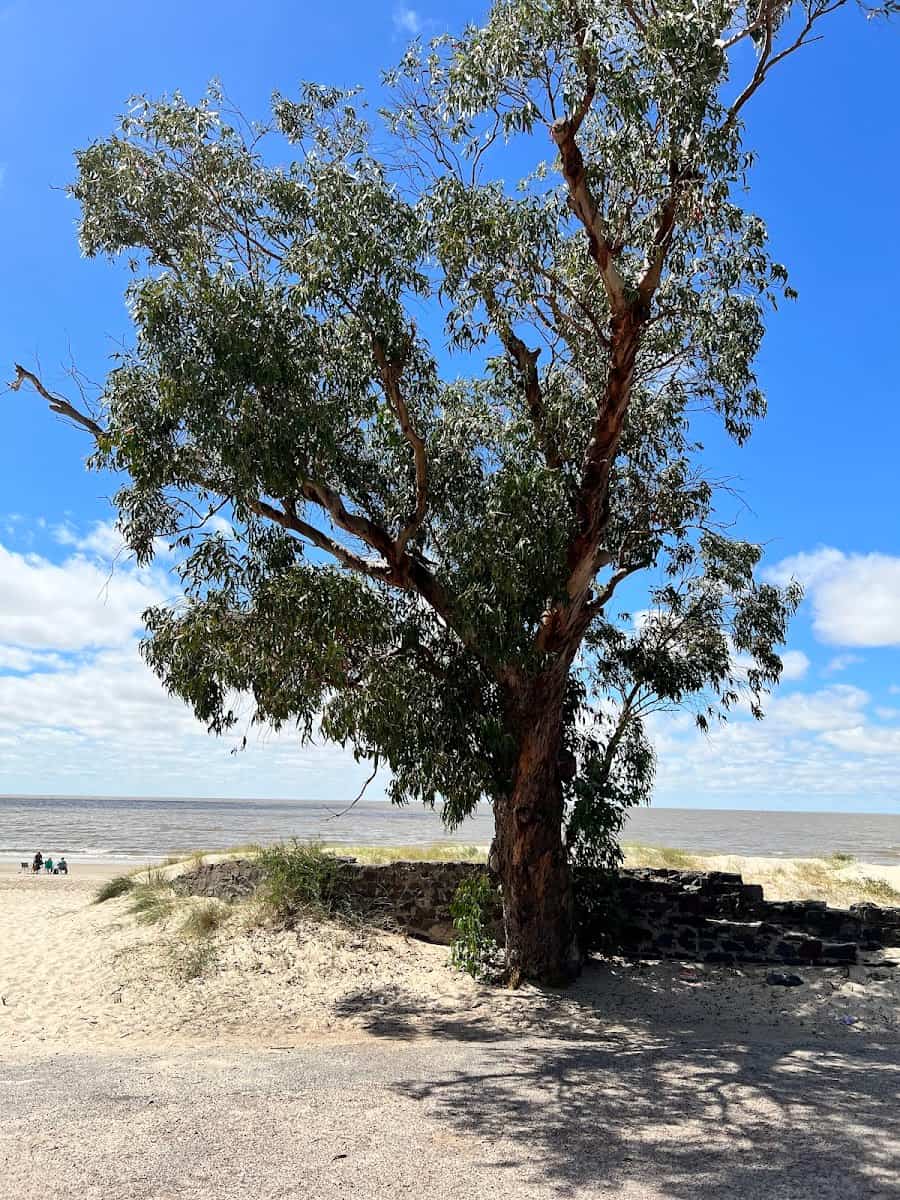 Ferrando, Colonia del Sacramento Ferrando, Colonia del Sacramento