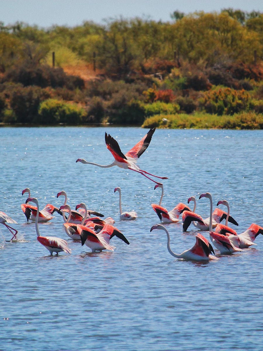 Ria Formosa Natural Park, Tavira Ria Formosa Natural Park, Tavira