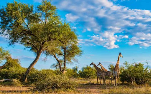 Kruger, South Africa