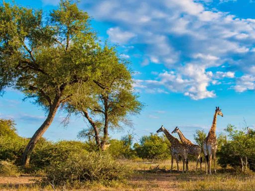 Kruger, South Africa