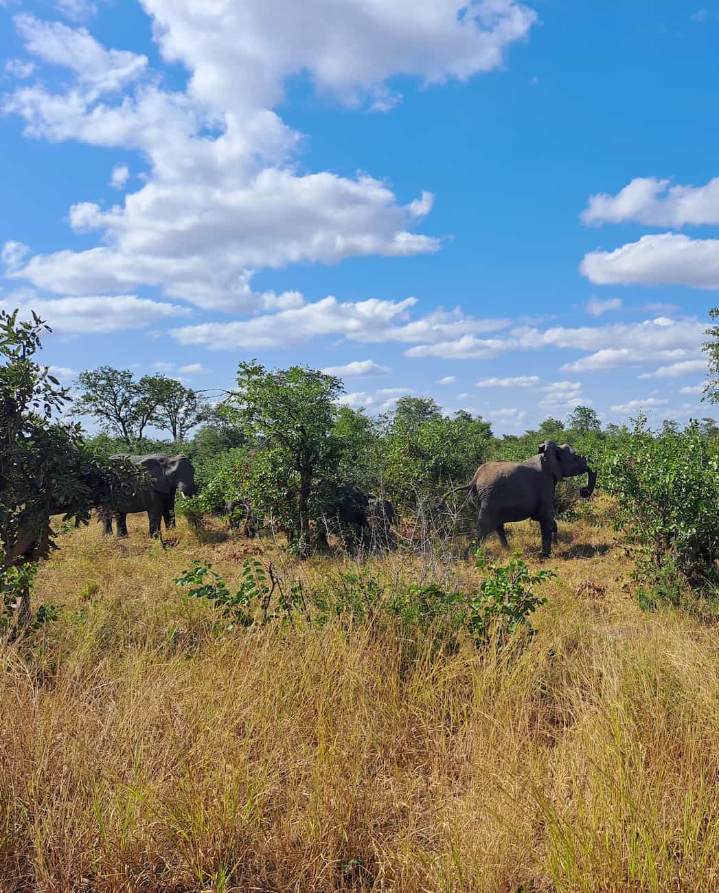 Northern Kruger & Pafuri Northern Kruger & Pafuri
