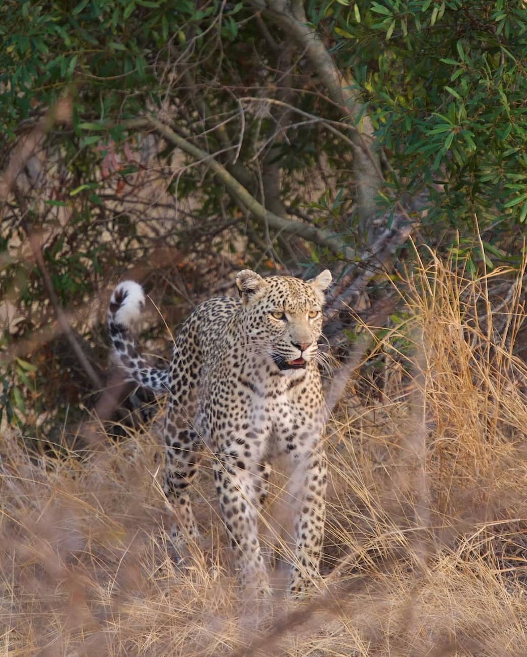 Timbavati Private Nature Reserve Timbavati Private Nature Reserve