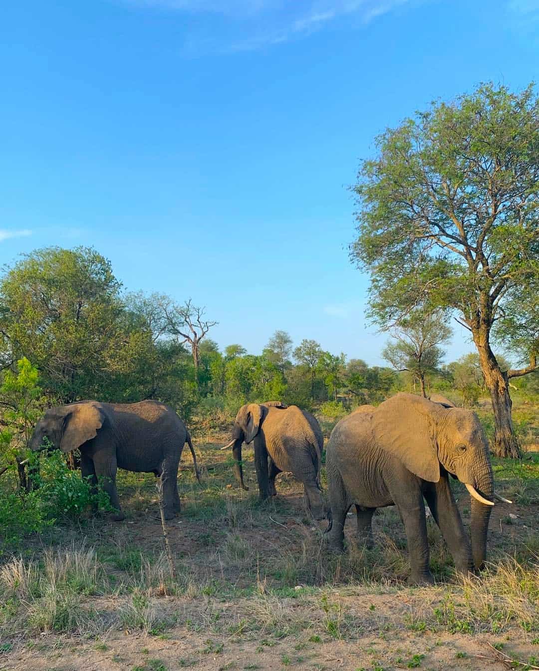 Timbavati Private Nature Reserve Timbavati Private Nature Reserve